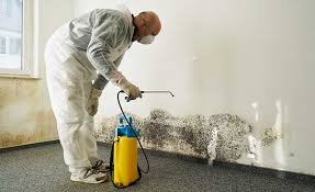 Best Mold Prevention Services  in Way, NE